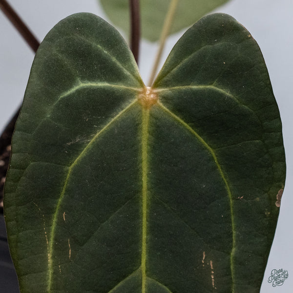 Anthurium Red Velvet Cake '24' x Dark and Handsome '9' by DocBlock® (wk34-V) *Dark and Vibrant Emergent*