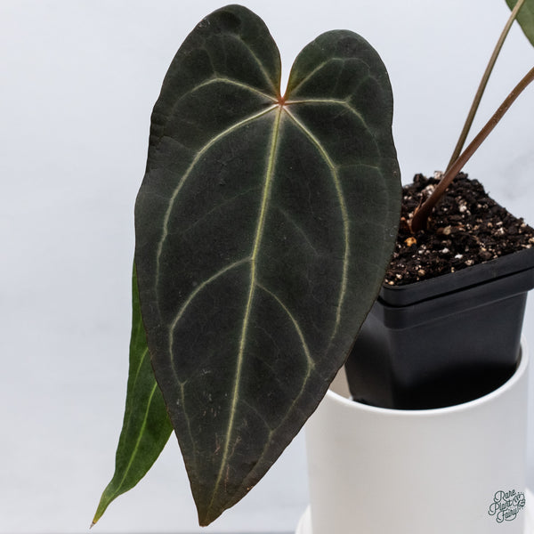 Anthurium Red Velvet Cake '24' x Dark and Handsome '9' by DocBlock® (wk34-V) *Dark and Vibrant Emergent*
