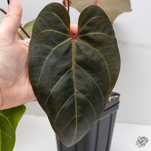 Anthurium Red Velvet Cake '24' x Dark & Handsome '9' by DocBlock® (wk5-B)