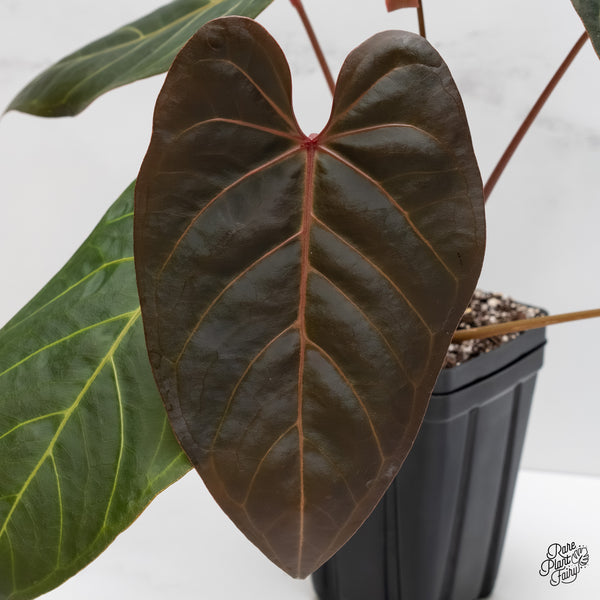 Anthurium Red Velvet Cake '24' x Dark & Handsome '9' by DocBlock® (wk5-B)