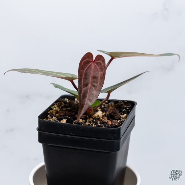 Anthurium Red Velvet Cake '24' x Zara '29' by DocBlock® (wk34-C) *Dark and Vibrant Emergent*
