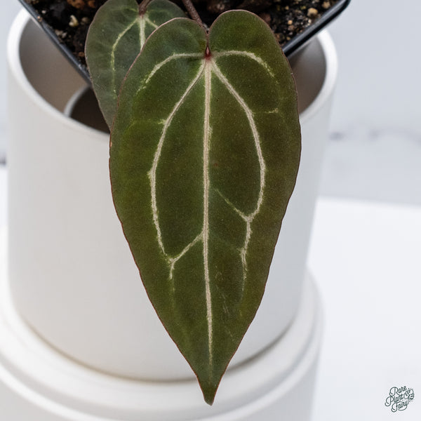 Anthurium Red Velvet Cake '24' x Zara '29' by DocBlock® (wk34-C) *Dark and Vibrant Emergent*