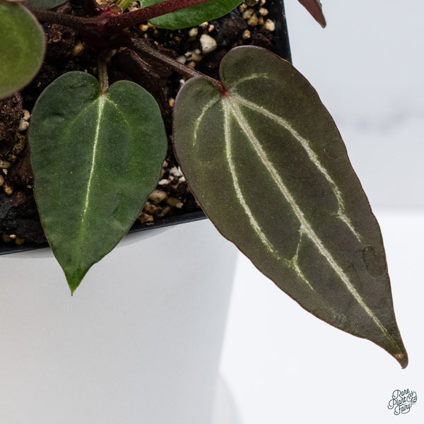 Anthurium Red Velvet Cake '24' x Zara '29' by DocBlock® (wk34-C) *Dark and Vibrant Emergent*