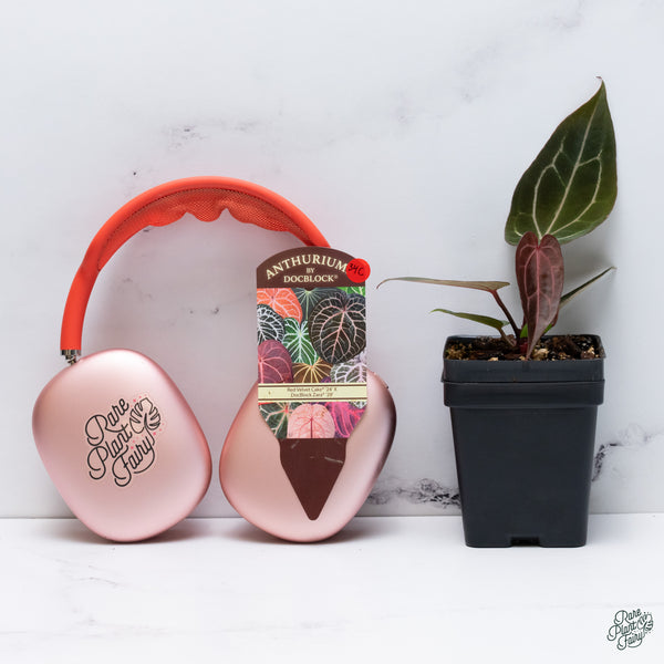 Anthurium Red Velvet Cake '24' x Zara '29' by DocBlock® (wk34-C) *Dark and Vibrant Emergent*