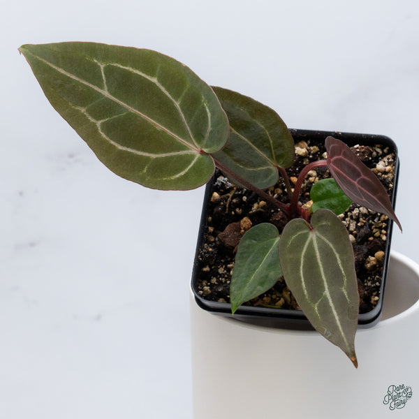 Anthurium Red Velvet Cake '24' x Zara '29' by DocBlock® (wk34-C) *Dark and Vibrant Emergent*