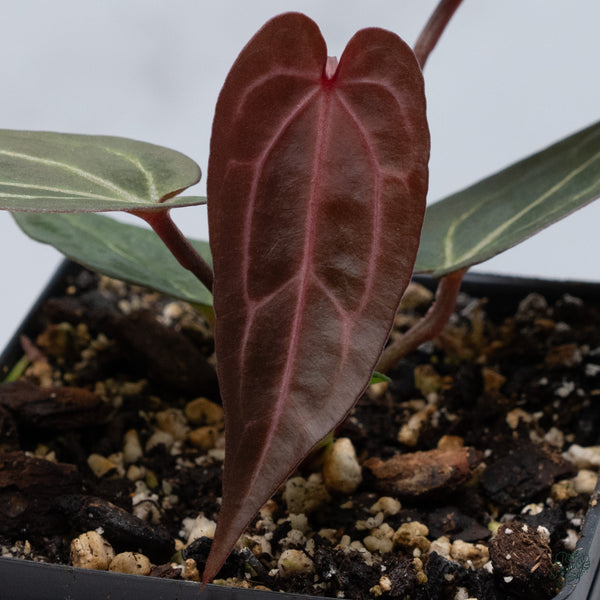 Anthurium Red Velvet Cake '24' x Zara '29' by DocBlock® (wk34-C) *Dark and Vibrant Emergent*