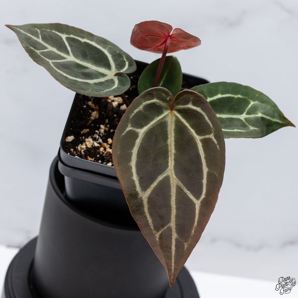 Anthurium Red Velvet Cake '24' x DocBlock Zara '29' by DocBlock® *Vibrant Emergent* (wk32-P)