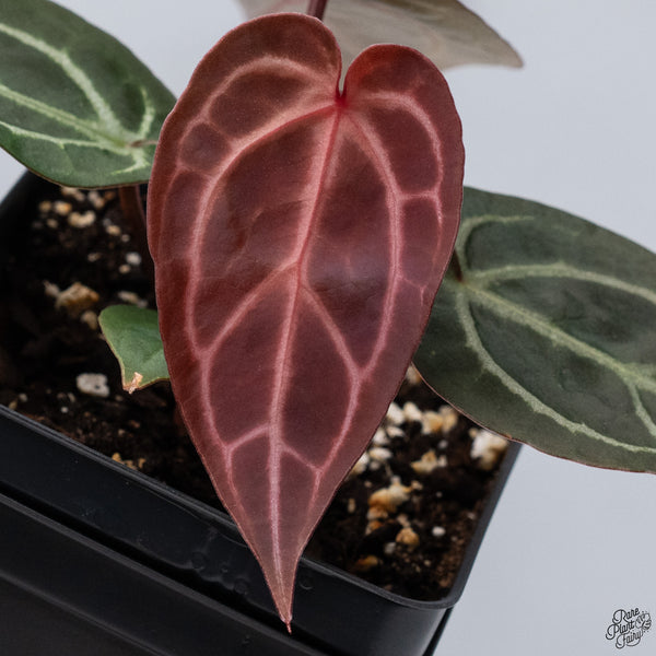 Anthurium Red Velvet Cake '24' x DocBlock Zara '29' by DocBlock® *Vibrant Emergent* (wk32-P)