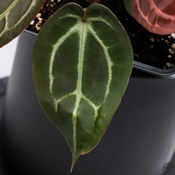 Anthurium Red Velvet Cake '24' x DocBlock Zara '29' by DocBlock® *Vibrant Emergent* (wk32-P)
