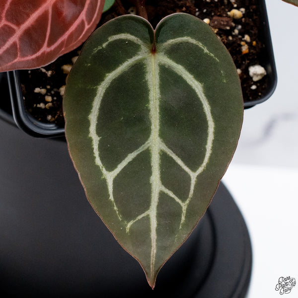 Anthurium Red Velvet Cake '24' x DocBlock Zara '29' by DocBlock® *Vibrant Emergent* (wk32-P)