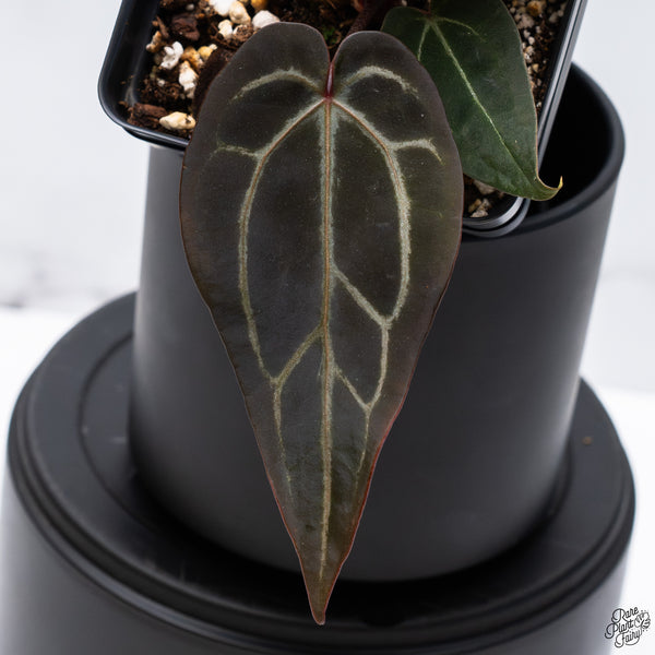 Anthurium Red Velvet Cake '24' x DocBlock Zara '29' by DocBlock® *Dark and Vibrant Emergent* (wk32-R)