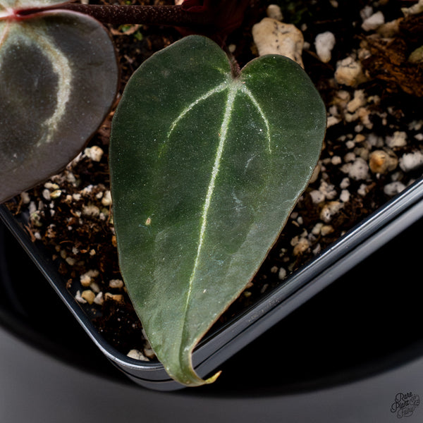 Anthurium Red Velvet Cake '24' x DocBlock Zara '29' by DocBlock® *Dark and Vibrant Emergent* (wk32-R)
