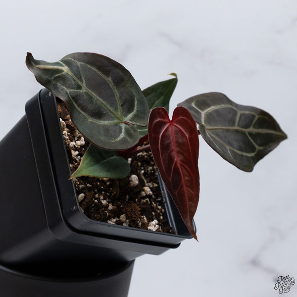 Anthurium Red Velvet Cake '24' x DocBlock Zara '29' by DocBlock® *Dark and Vibrant Emergent* (wk32-R)