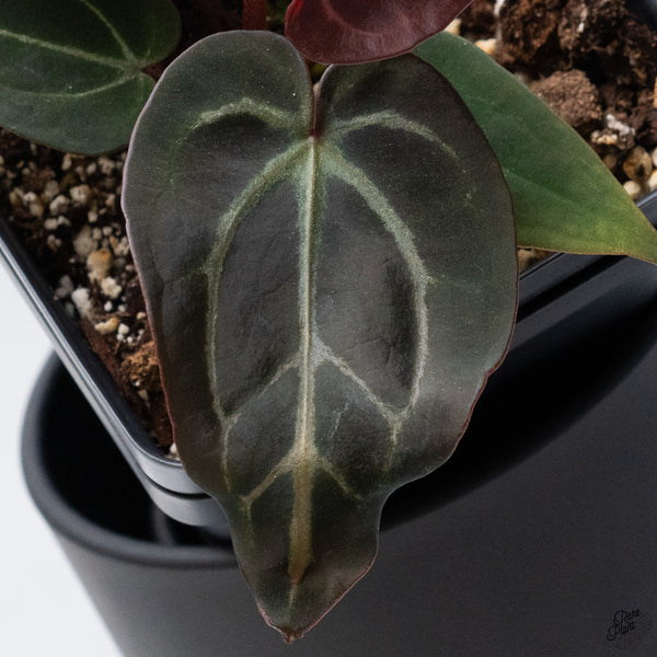 Anthurium Red Velvet Cake '24' x DocBlock Zara '29' by DocBlock® *Dark and Vibrant Emergent* (wk32-R)