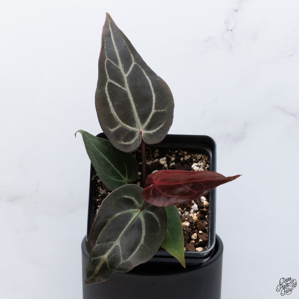 Anthurium Red Velvet Cake '24' x DocBlock Zara '29' by DocBlock® *Dark and Vibrant Emergent* (wk32-R)