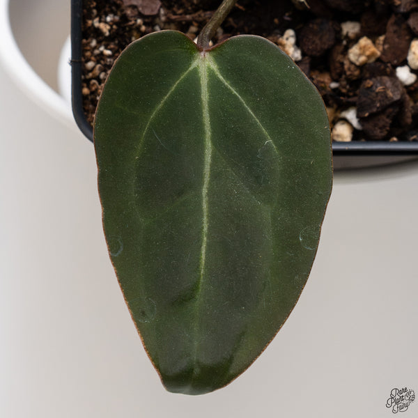 Anthurium Red Velvet Cake '24' x DocBlock Zara '29' by DocBlock® *Dark and Vibrant Emergent* (wk33-D)