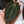 Anthurium Red Velvet Cake '24' x DocBlock Zara '29' by DocBlock® *Dark and Vibrant Emergent* (wk33-D)