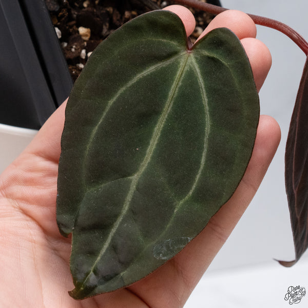 Anthurium Red Velvet Cake '24' x DocBlock Zara '29' by DocBlock® *Dark and Vibrant Emergent* (wk33-D)