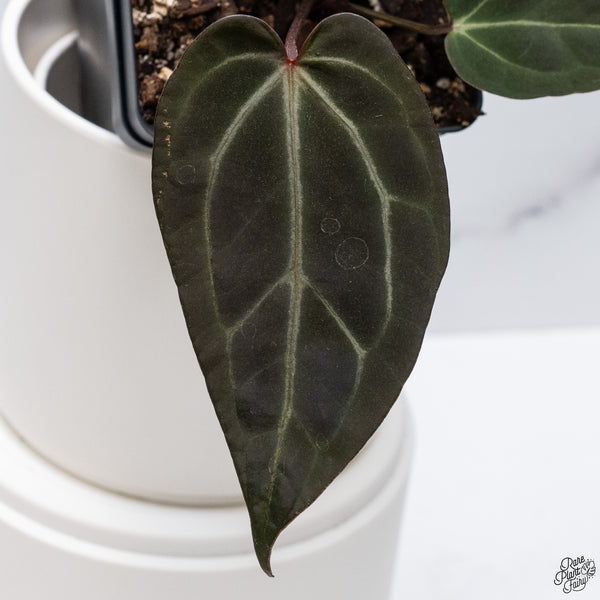 Anthurium Red Velvet Cake '24' x DocBlock Zara '29' by DocBlock® *Dark and Vibrant Emergent* (wk33-D)