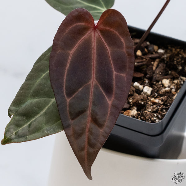Anthurium Red Velvet Cake '24' x DocBlock Zara '29' by DocBlock® *Dark and Vibrant Emergent* (wk33-D)