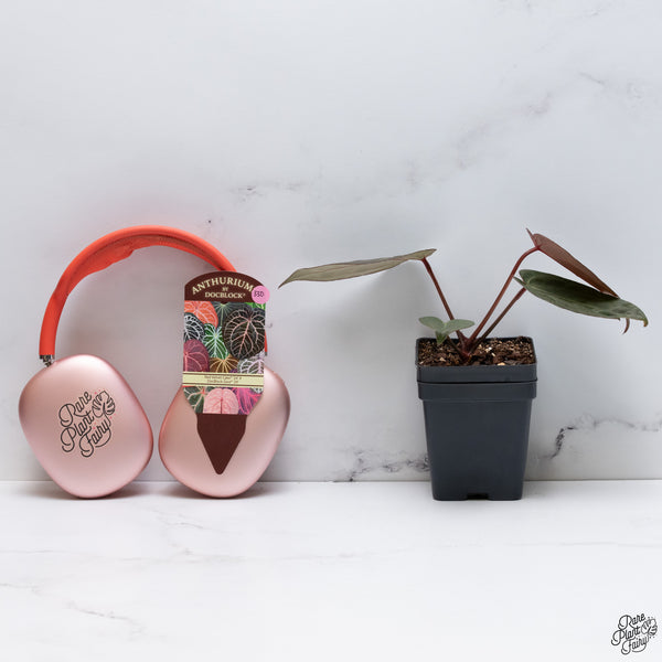Anthurium Red Velvet Cake '24' x DocBlock Zara '29' by DocBlock® *Dark and Vibrant Emergent* (wk33-D)