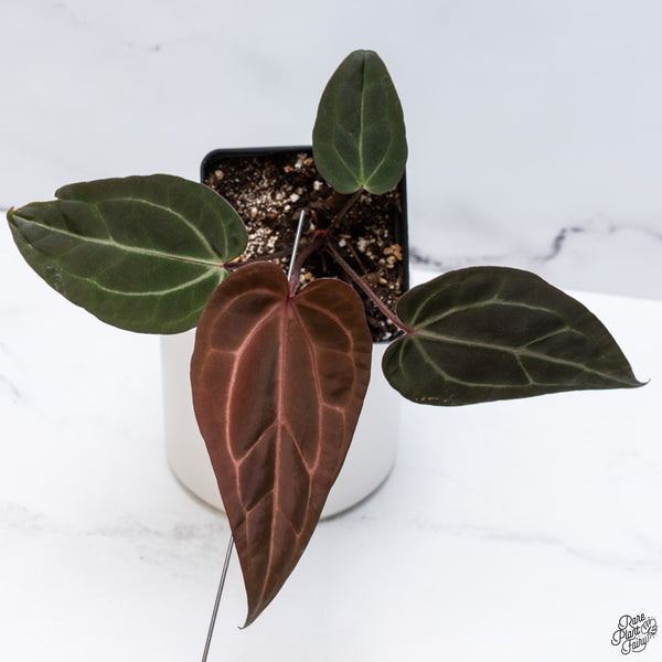 Anthurium Red Velvet Cake '24' x DocBlock Zara '29' by DocBlock® *Dark and Vibrant Emergent* (wk33-D)