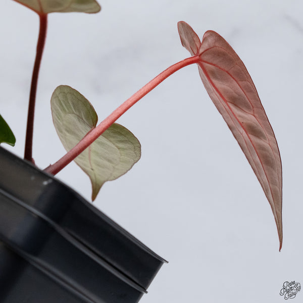 Anthurium Red Velvet Cake '24' x DocBlock Zara '29' by DocBlock® *Dark and Vibrant Emergent* (wk33-E)