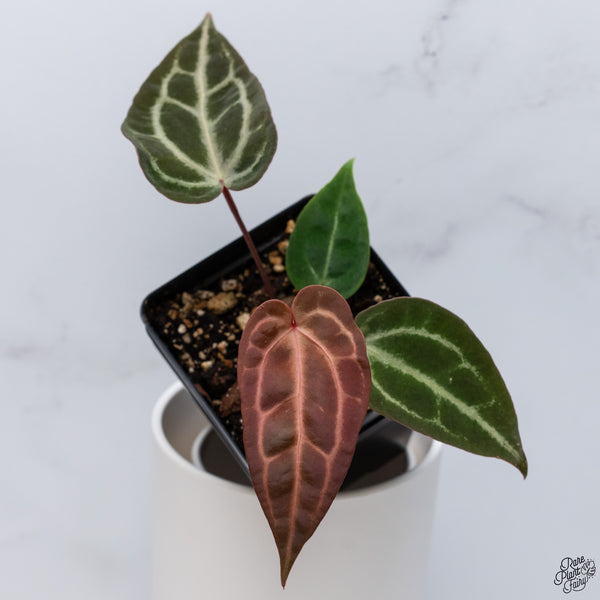 Anthurium Red Velvet Cake '24' x DocBlock Zara '29' by DocBlock® *Dark and Vibrant Emergent* (wk33-E)