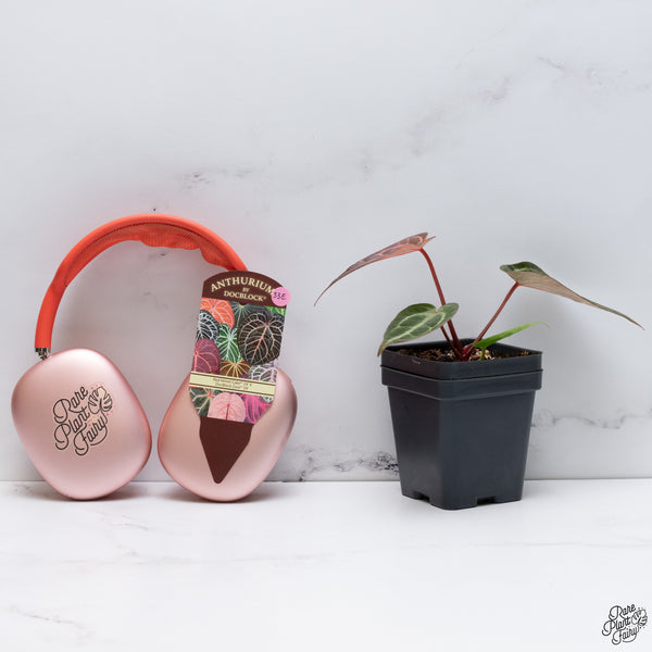 Anthurium Red Velvet Cake '24' x DocBlock Zara '29' by DocBlock® *Dark and Vibrant Emergent* (wk33-E)