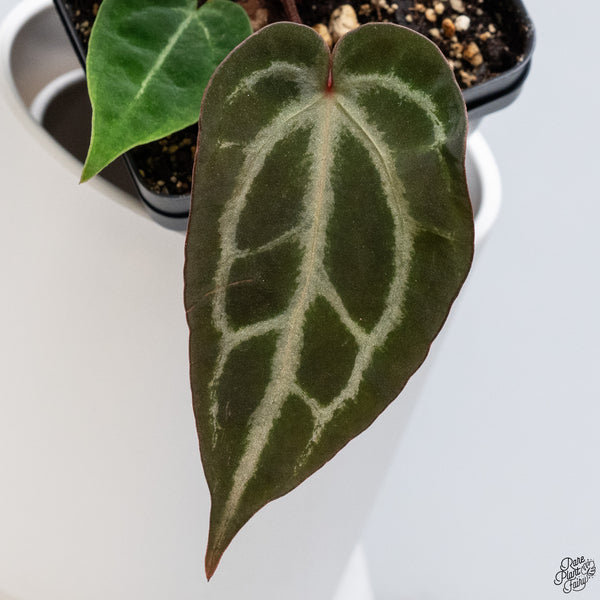 Anthurium Red Velvet Cake '24' x DocBlock Zara '29' by DocBlock® *Dark and Vibrant Emergent* (wk33-E)