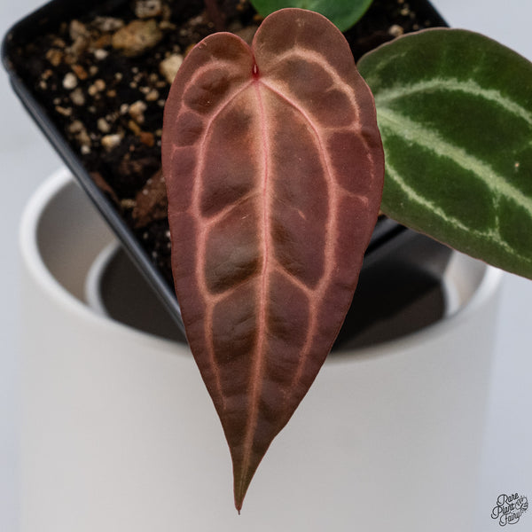 Anthurium Red Velvet Cake '24' x DocBlock Zara '29' by DocBlock® *Dark and Vibrant Emergent* (wk33-E)