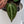 Anthurium Red Velvet Cake '24' x DocBlock Zara '29' by DocBlock® *Dark and Vibrant Emergent* (wk33-E)