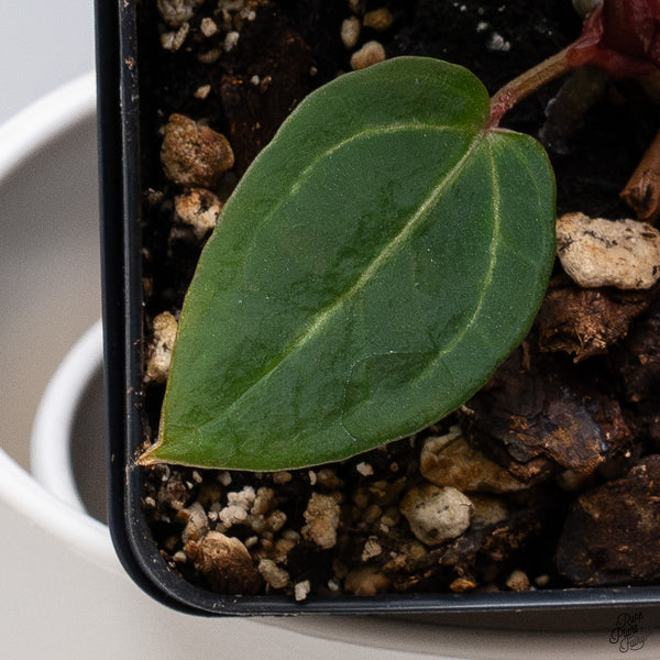 Anthurium Red Velvet Cake '24' x Dark and Handsome '9' by DocBlock® *Dark and Vibrant Emergent* (wk33-U)
