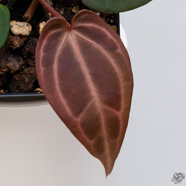Anthurium Red Velvet Cake '24' x Dark and Handsome '9' by DocBlock® *Dark and Vibrant Emergent* (wk33-U)