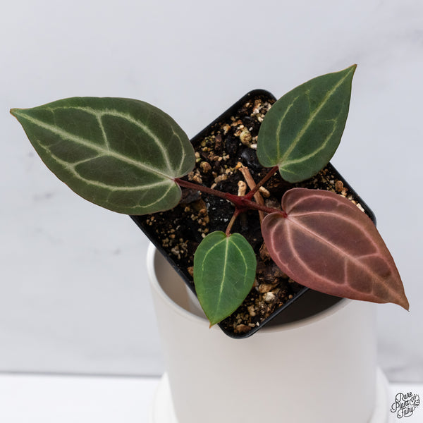 Anthurium Red Velvet Cake '24' x Dark and Handsome '9' by DocBlock® *Dark and Vibrant Emergent* (wk33-U)