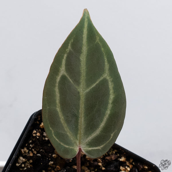 Anthurium Red Velvet Cake '24' x Dark and Handsome '9' by DocBlock® *Dark and Vibrant Emergent* (wk33-U)