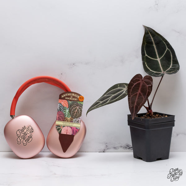 Anthurium Red Velvet Cake '24' x Zara '29' by DocBlock® (wk35-T) *Dark and Vibrant Emergent*