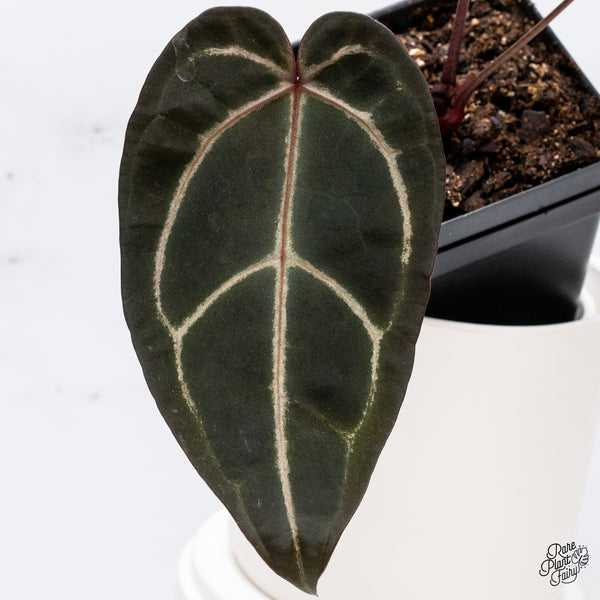 Anthurium Red Velvet Cake '24' x Zara '29' by DocBlock® (wk35-T) *Dark and Vibrant Emergent*