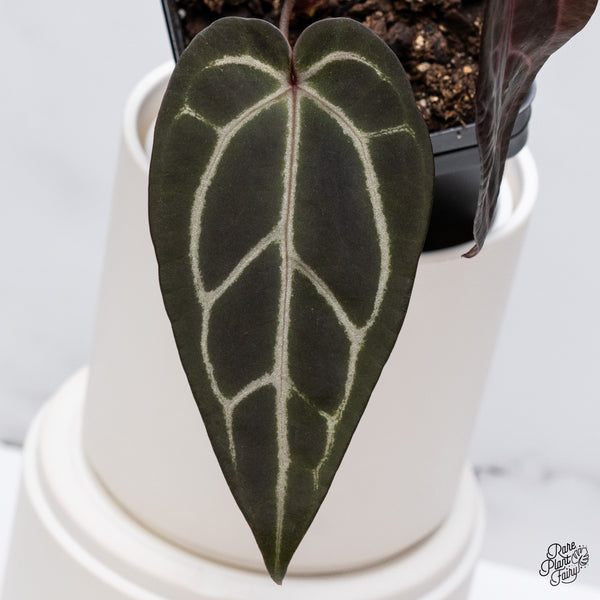 Anthurium Red Velvet Cake '24' x Zara '29' by DocBlock® (wk35-T) *Dark and Vibrant Emergent*