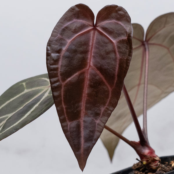 Anthurium Red Velvet Cake '24' x Zara '29' by DocBlock® (wk35-T) *Dark and Vibrant Emergent*