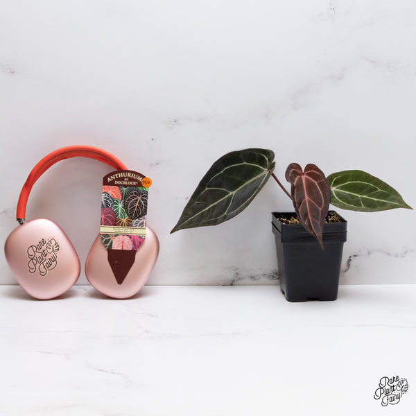 Anthurium Red Velvet Cake '24' x Zara '29' by DocBlock® (wk35-U) *Dark and Vibrant Emergent*