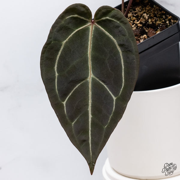 Anthurium Red Velvet Cake '24' x Zara '29' by DocBlock® (wk35-U) *Dark and Vibrant Emergent*