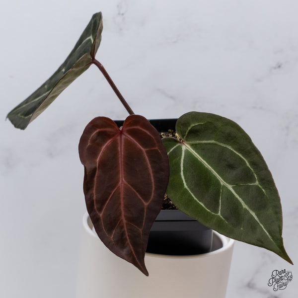 Anthurium Red Velvet Cake '24' x Zara '29' by DocBlock® (wk35-U) *Dark and Vibrant Emergent*