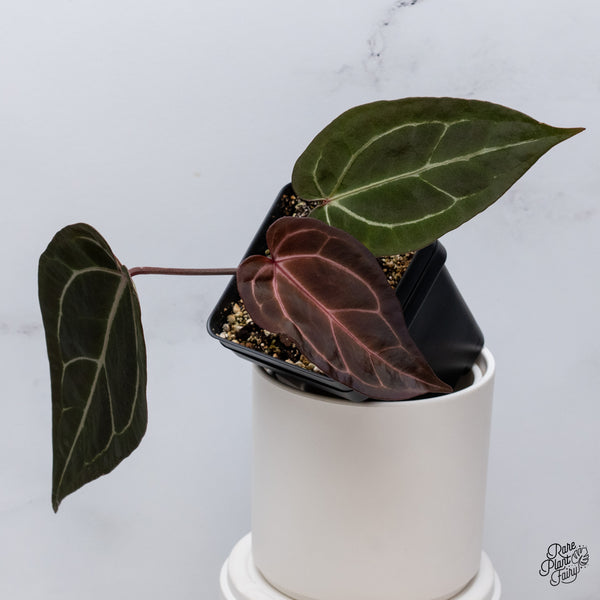 Anthurium Red Velvet Cake '24' x Zara '29' by DocBlock® (wk35-U) *Dark and Vibrant Emergent*