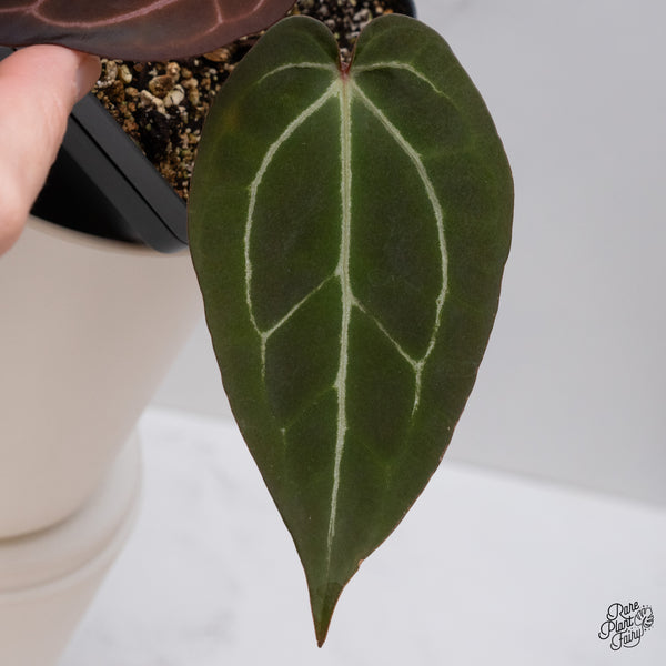 Anthurium Red Velvet Cake '24' x Zara '29' by DocBlock® (wk35-U) *Dark and Vibrant Emergent*