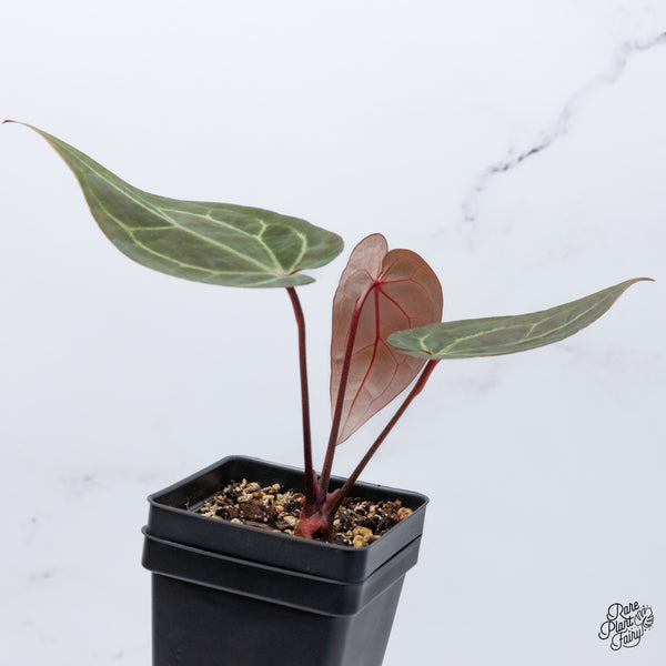 Anthurium Red Velvet Cake '24' x Zara '29' by DocBlock® (wk36-T)