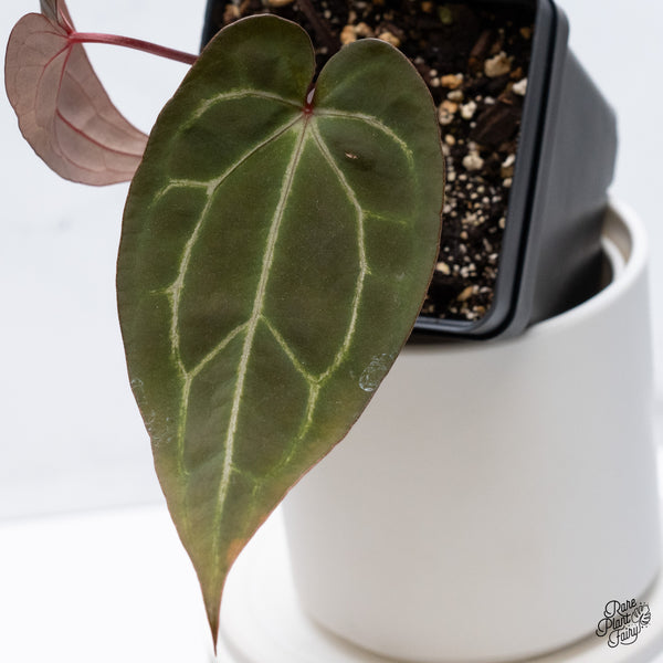 Anthurium Red Velvet Cake '24' x Zara '29' by DocBlock® (wk36-T)