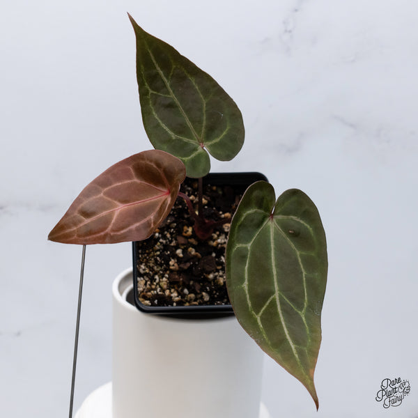 Anthurium Red Velvet Cake '24' x Zara '29' by DocBlock® (wk36-T)
