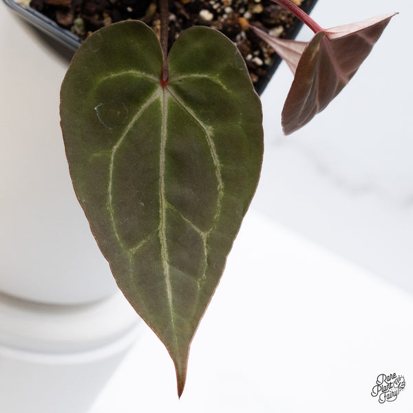 Anthurium Red Velvet Cake '24' x Zara '29' by DocBlock® (wk36-T)