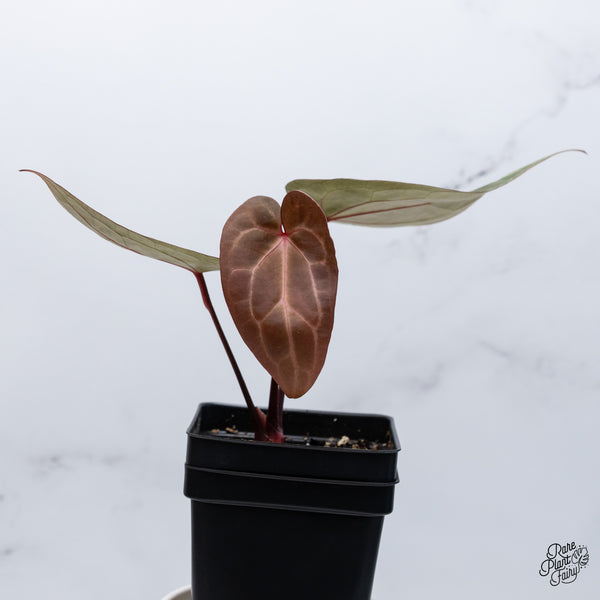 Anthurium Red Velvet Cake '24' x Zara '29' by DocBlock® (wk36-T)